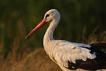 Leylek / White stork / Ciconia ciconia